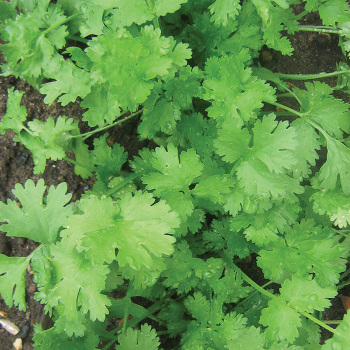 Cilantro, Calypso