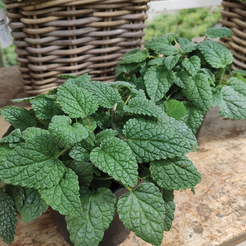 Mandarina Lemon Balm