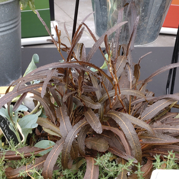 Twister Copper Red Sorrel