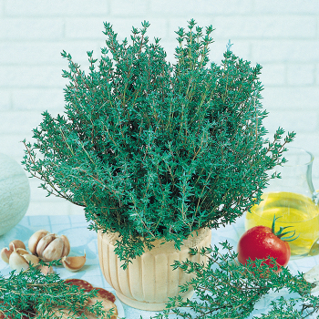 Thyme, Common