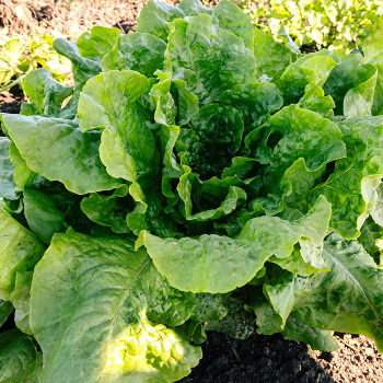 Lettuce, Butterhead, Buttercrunch
