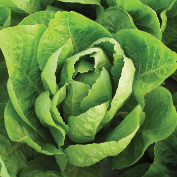Lettuce, Romaine, Super Jericho