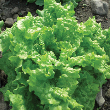 Lettuce, Looseleaf Black Seeded Simpson