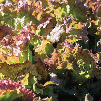 Lettuce, Looseleaf, New Red Fire