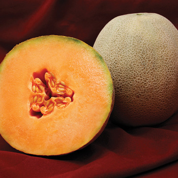 Melon, Avatar