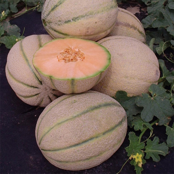 Carousel Hybrid Melon