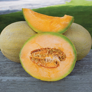 Melon, Goddess Hybrid