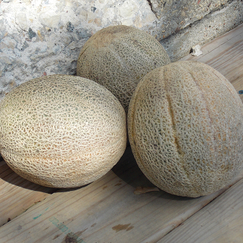 Melon, Hale's Best Jumbo