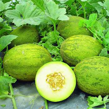 Lambkin Hybrid Melon