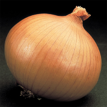 Yellow Granex Hybrid Onion