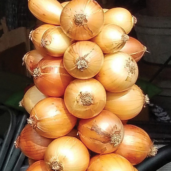 Onion, Yellow Sweet Spanish