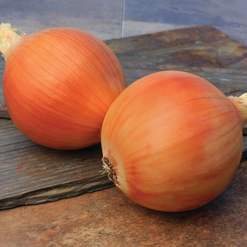 Yukon Hybrid Onion