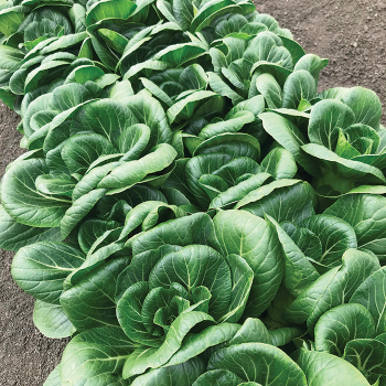 Pak Choi, Ewok Hybrid