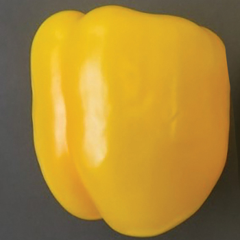 Pepper, Sweet, Sun Haven Hybrid