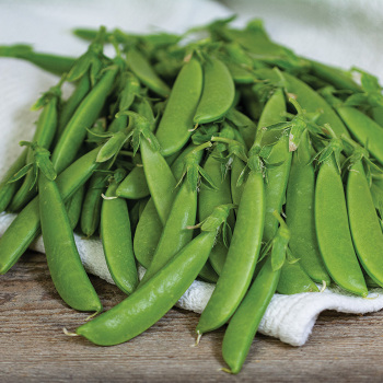 Pea, Sugar Ann