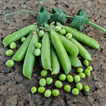 Pea, Karina
