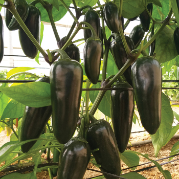 Black Magic Hybrid Pepper