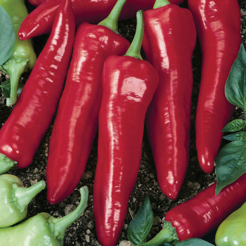 Pepper, Hot, NuMex Big Jim