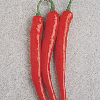 Cayenne Long Red Thin Pepper