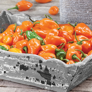 Pepper, Hot, Habanero Orange