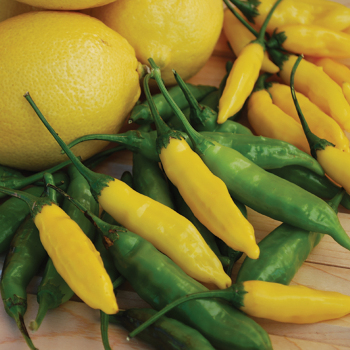 Pepper, Hot, Lemon Drop