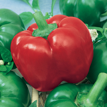 Pepper, Hot, Mexibell Hybrid