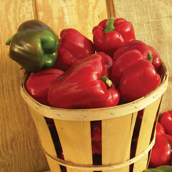 Pepper, Sweet, Alliance Hybrid