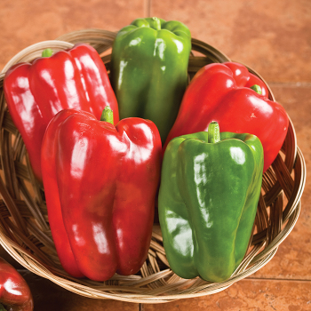 Pepper, Sweet, Big Bertha Hybrid