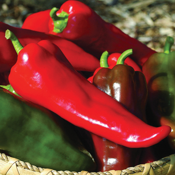 Pepper, Sweet, Carmen Hybrid 