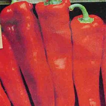 Corno Di Toro Red Pepper