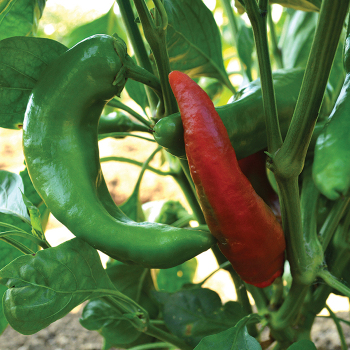 Pepper, Sweet, Corno Di Toro Red 