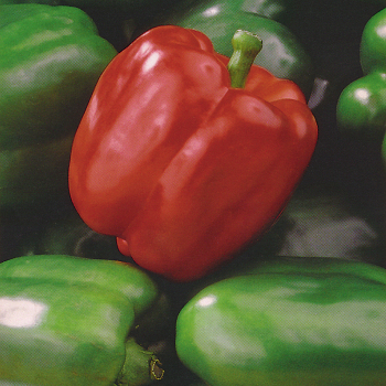 Pepper, Sweet, King Arthur Hybrid