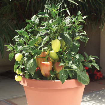 Pepper, Sweet, Gypsy Hybrid