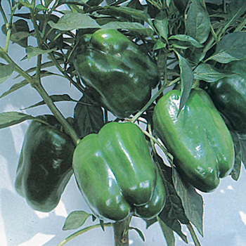 Keystone Giant Resistant III Pepper