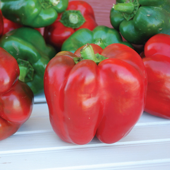 Pepper, Sweet, King Of The North