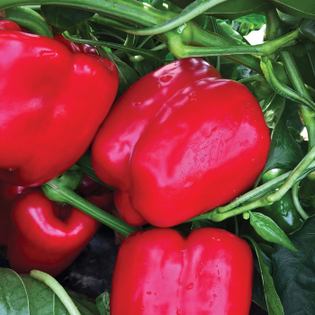 Mercer Hybrid Pepper