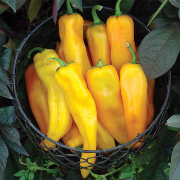 Mama Mia Giallo Hybrid Pepper