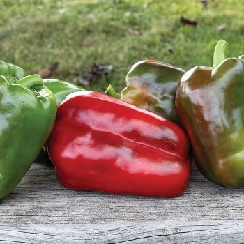 Pepper, Sweet, Ozark Giant