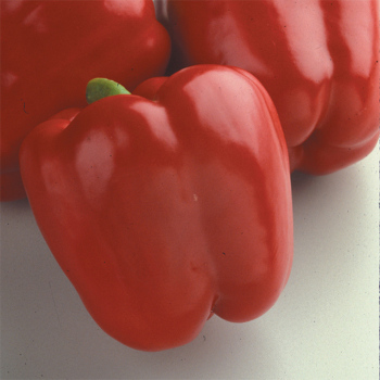 Red Knight Hybrid Pepper