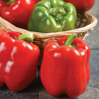 Pepper, Sweet, Red Knight Hybrid