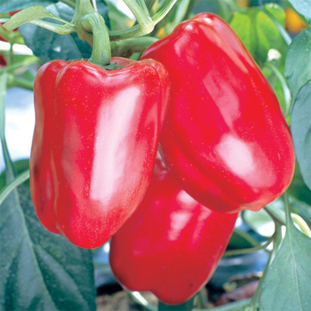 Gourmet Red Hybrid Pepper