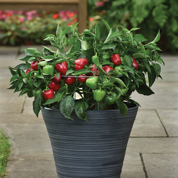 Pepper, Sweet, Snackabelle Red Hybrid