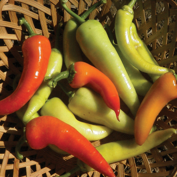 Pepper, Sweet, Sweet Banana 