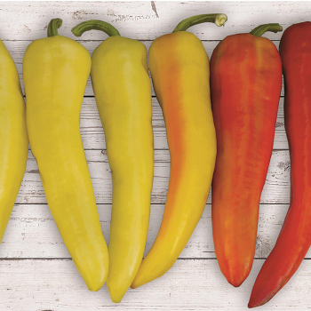 Pepper, Sweet, Sweet Sunset Hybrid