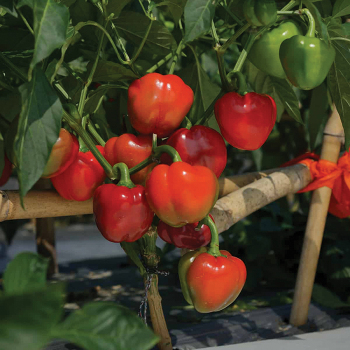 Pepper, Sweet, Sweetie Pie Hybrid