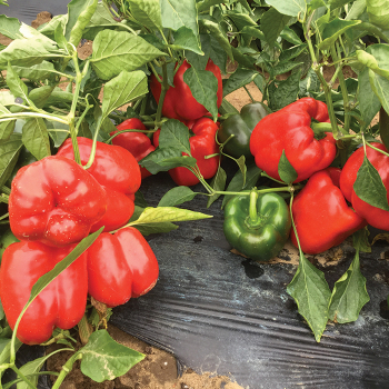 Pepper, Sweet, Redfish Hybrid