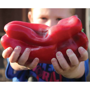 Pepper, Sweet, Red Impact Hybrid