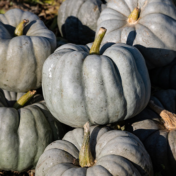 Pumpkin, Blue Doll Hybrid