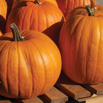 Pumpkin, Connecticut Field