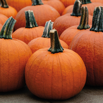 Pumpkin, Early Abundance